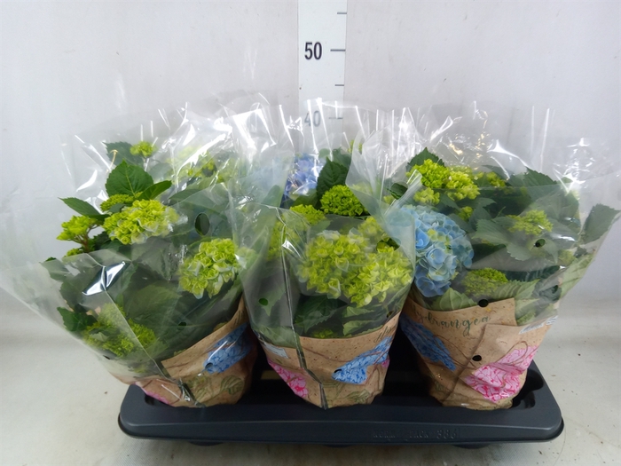 <h4>Hydrangea mac. 'Early Blue'</h4>