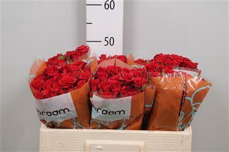 Rosa TR 'Mirabel' BRAAM