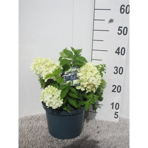 <h4>Hydrangea pan. Little Spooky 25-30 cm P23</h4>