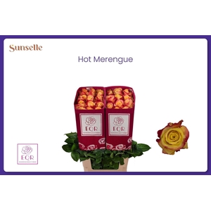 R GR HOT MERENGUE+