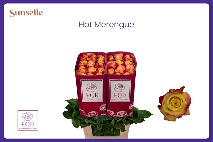 <h4>R GR HOT MERENGUE+</h4>