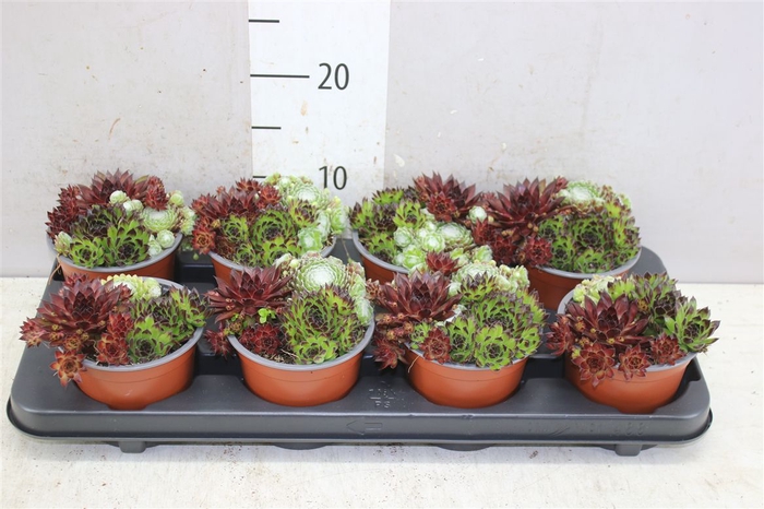 <h4>Sempervivum Mix</h4>