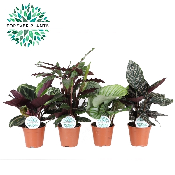 <h4>Calathea Gemengd p14</h4>