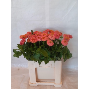 ZINNIA ELEGANS