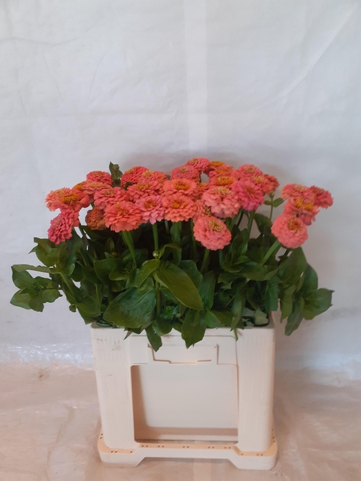 <h4>ZINNIA ELEGANS</h4>