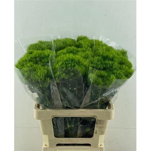 Di Barb Kiwi Mellow 70cm