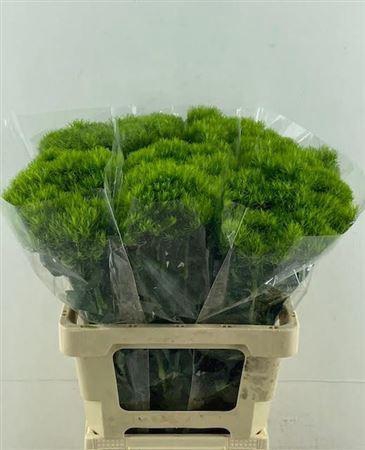 <h4>Di Barb Kiwi Mellow 70cm</h4>