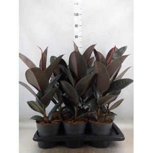 Ficus elastica 'Abidjan'