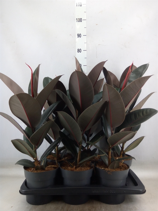 <h4>Ficus elastica 'Abidjan'</h4>