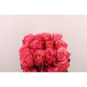 Rosa Gr Ec Pink Expression