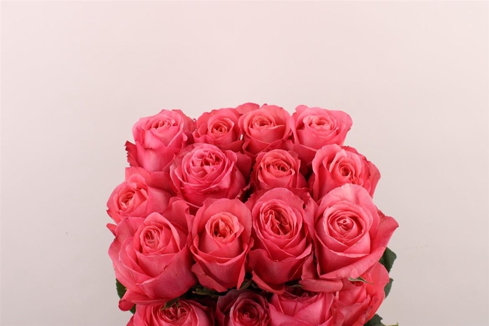 <h4>Rosa Gr Ec Pink Expression</h4>