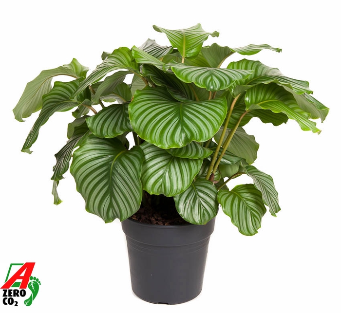 <h4>Calathea Orbifolia</h4>