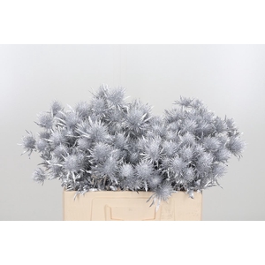 Eryn Supernova Kl Bh Zilver