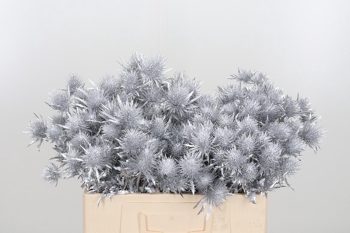 <h4>Eryn Supernova Kl Bh Zilver</h4>