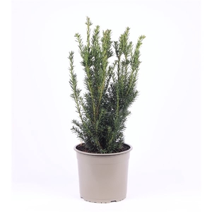 Taxus media 'Hillii'