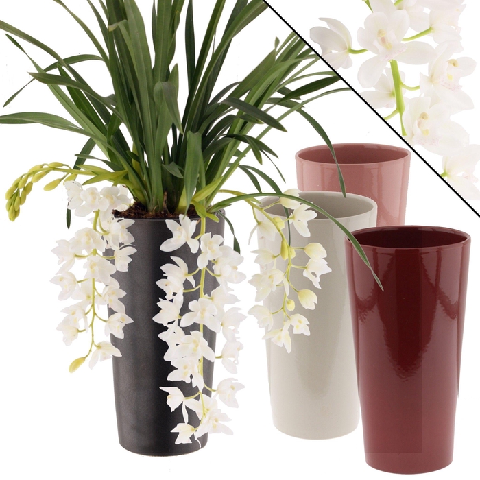 <h4>Ice Cascade 3-4 tak incl. keramiek mix kleuren</h4>