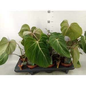 Philodendron gloriosum