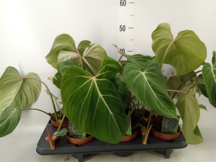 <h4>Philodendron gloriosum</h4>