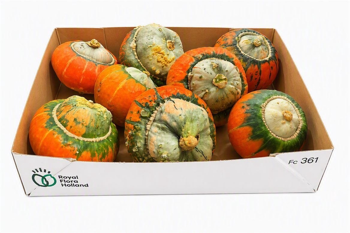 <h4>Sier Cuc P Turks Turban Mix X8</h4>