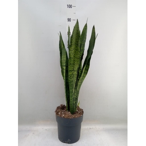 Sansevieria zeylanica