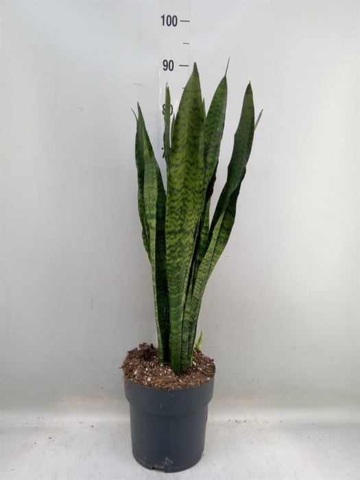 <h4>Sansevieria zeylanica</h4>