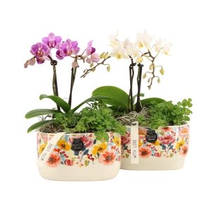 21822: Lovess arrangement