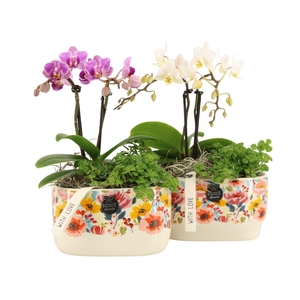 21822: Lovess arrangement