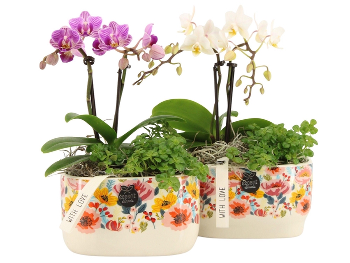 <h4>21822: Lovess arrangement</h4>