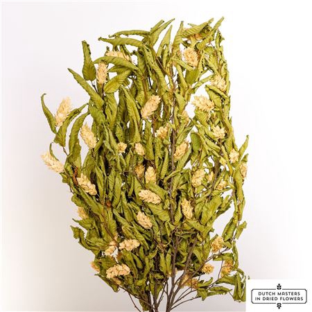 <h4>Dried Hoppe Carpinus Bunch</h4>