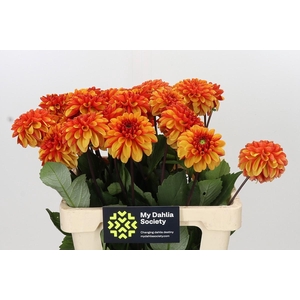 Dahlia American Sunset