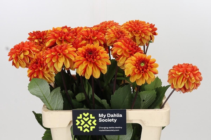 <h4>Dahlia American Sunset</h4>