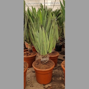 YUCCA GLORIOSA