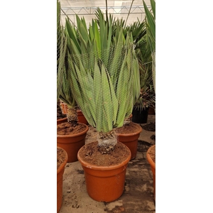 YUCCA GLORIOSA