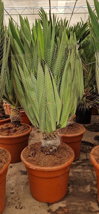 <h4>YUCCA GLORIOSA</h4>