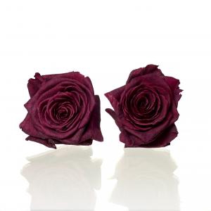 <h4>Rose Red Naomi d.red 3,5-4cm</h4>