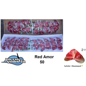 Red Amor 50