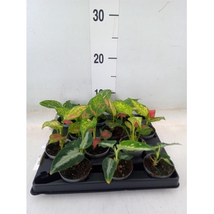 Aglaonema   ...