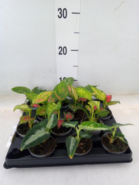 <h4>Aglaonema   ...</h4>