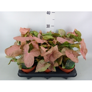 Syngonium podop.