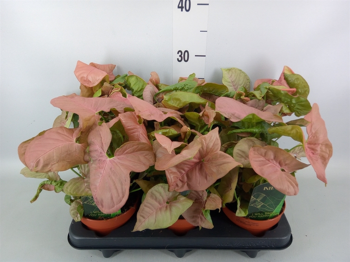<h4>Syngonium podop.</h4>