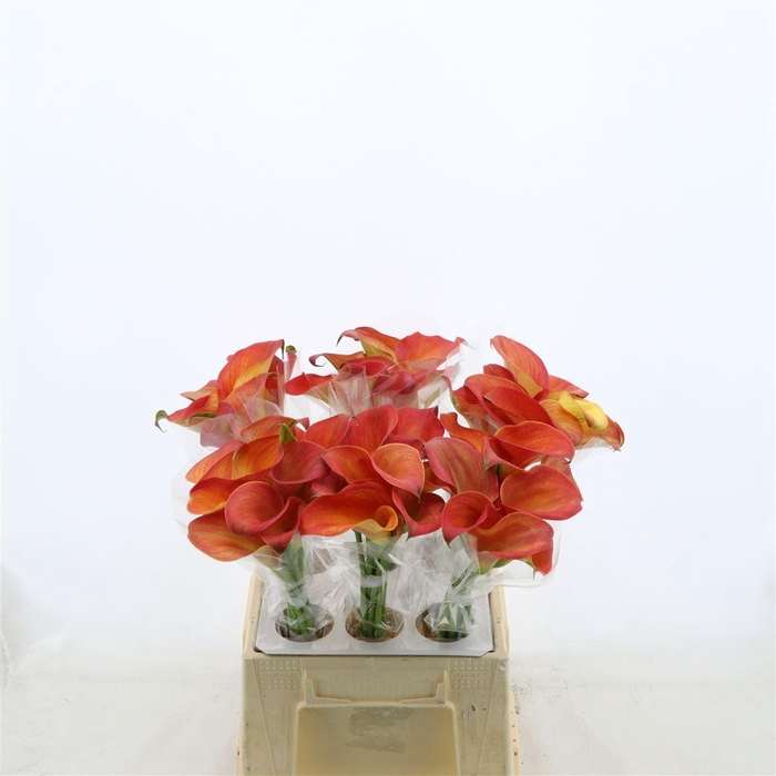 <h4>Calla Orange Pride</h4>