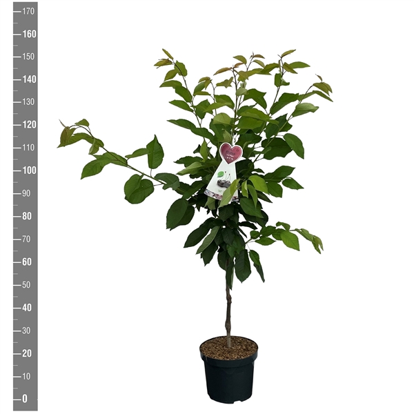 <h4>Prunus a. Regina struik</h4>