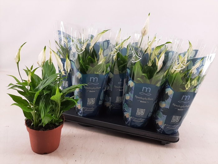 <h4>SPATH BELLINI</h4>