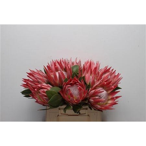 Protea Cynaroides Stellar