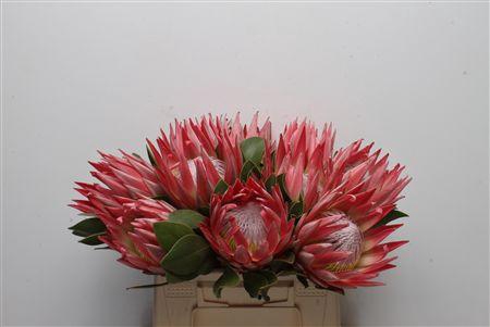 <h4>Protea Cynaroides Stellar</h4>