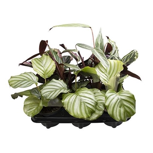 Calathea Mix 10Ø 30cm