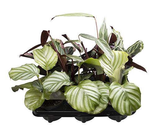 Calathea Mix 10Ø 30cm