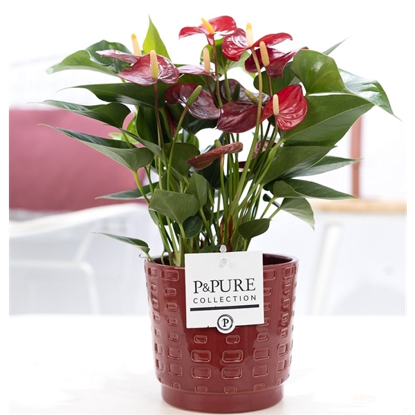 Anthurium red (Micra) in P&PURE Floor cer. red