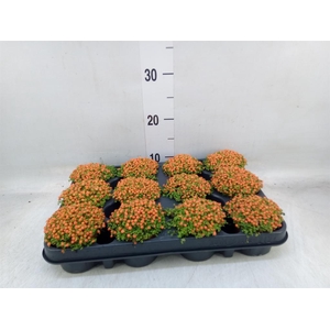 Nertera granadensis 'Astrid'