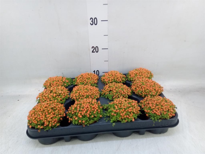 <h4>Nertera granadensis 'Astrid'</h4>